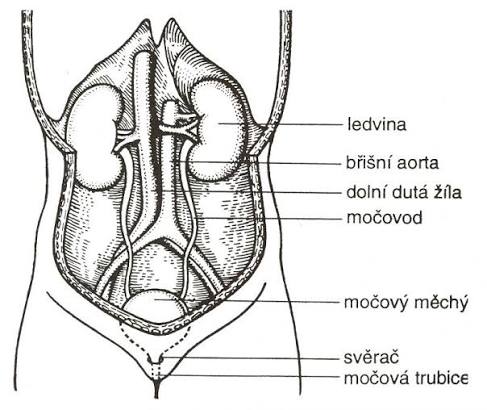 Vylučovací soustava