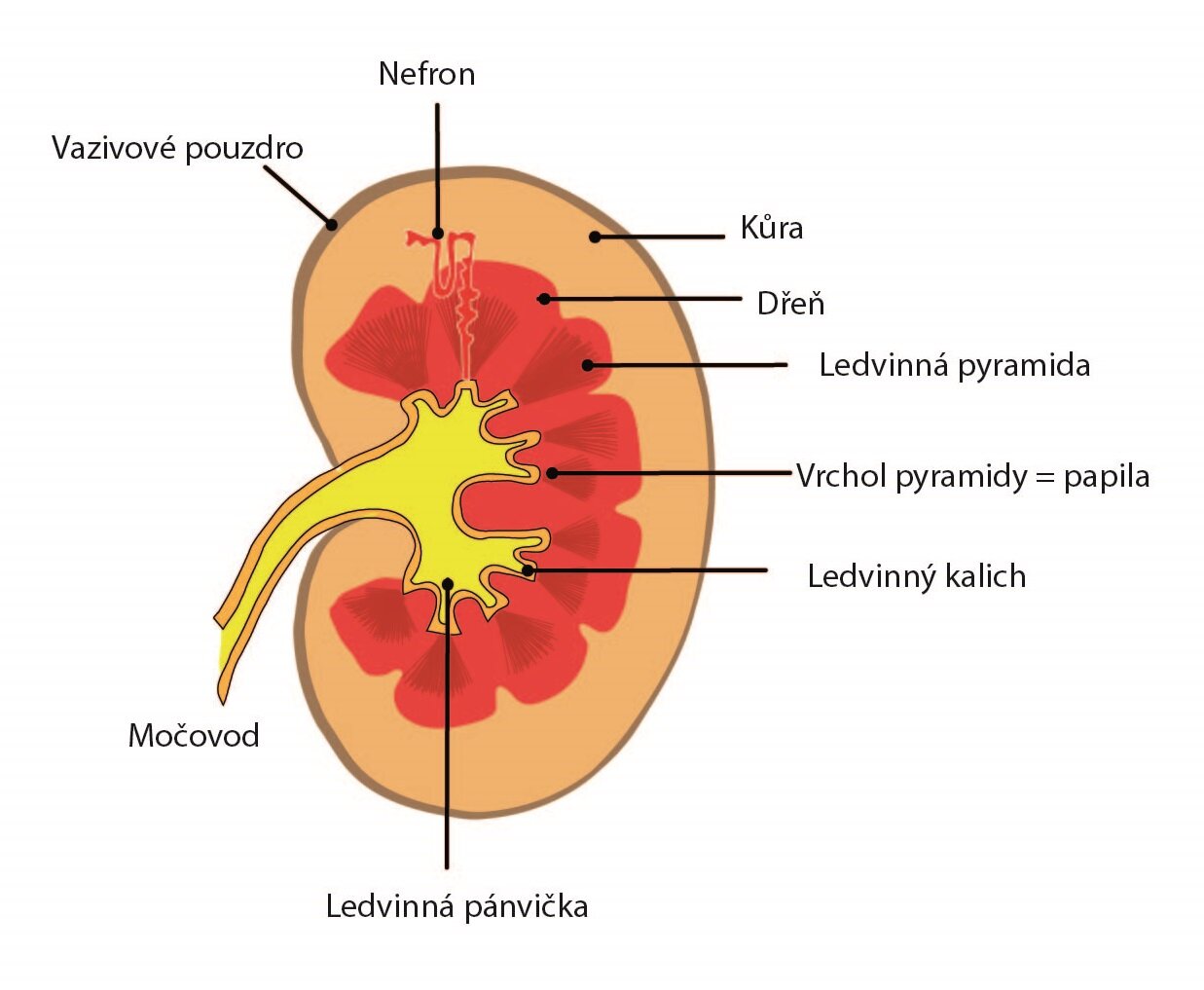 Ledviny