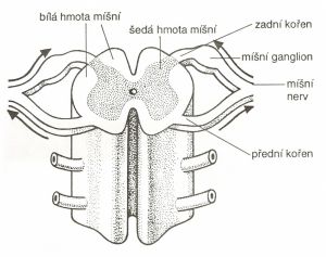 Mícha