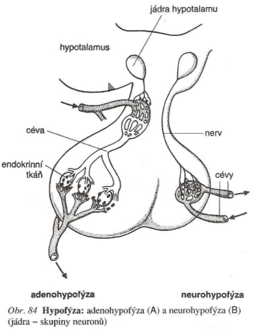 schéma hypothalamu