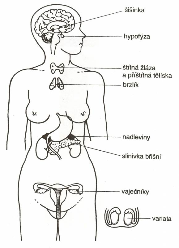 Schéma žláz